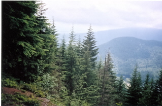 View of Buntzen Lake from Polytrichum Lookout climbing up the Halvor Lunden Trail 2003-07.